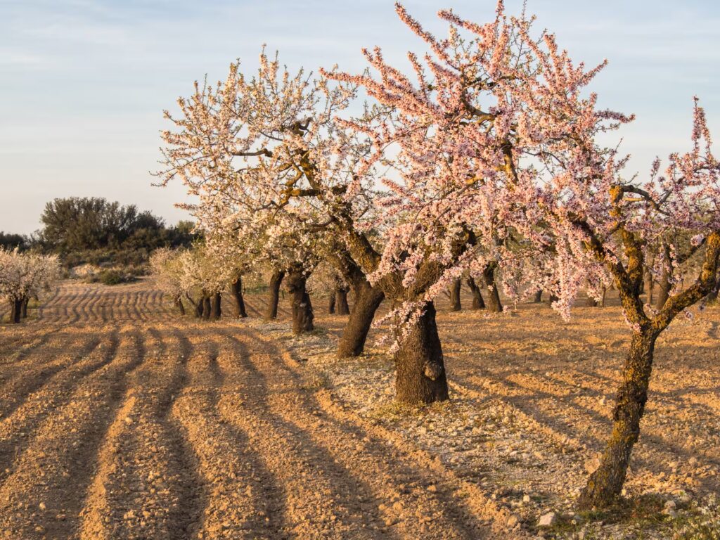 Campo de almendros en flor
