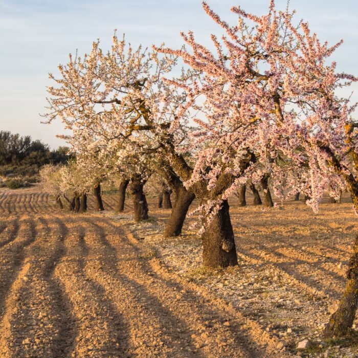 Campo de almendros en flor